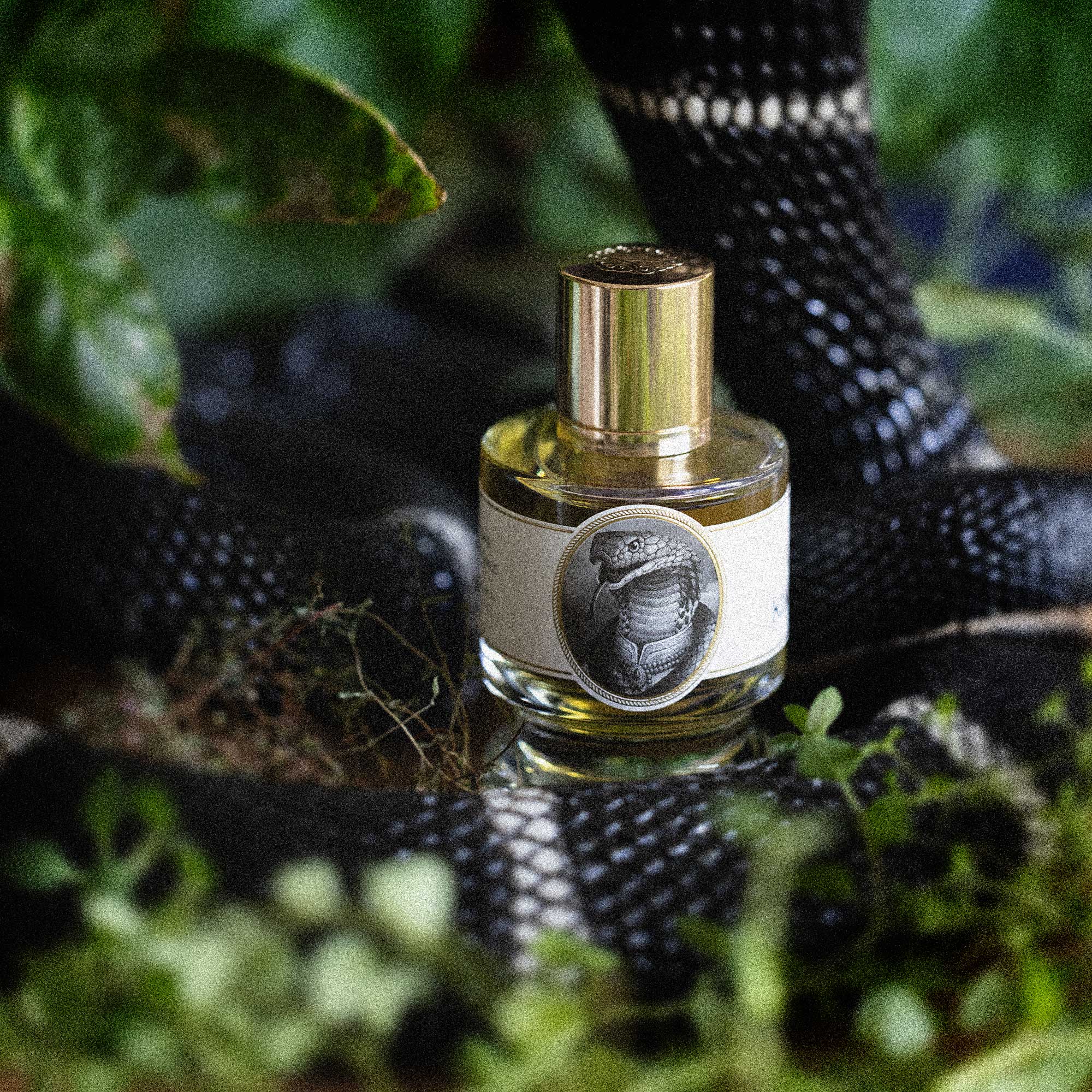 Zoologist King Cobra Deluxe Bottle - Image 3